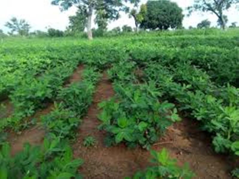 Groundnut Crop