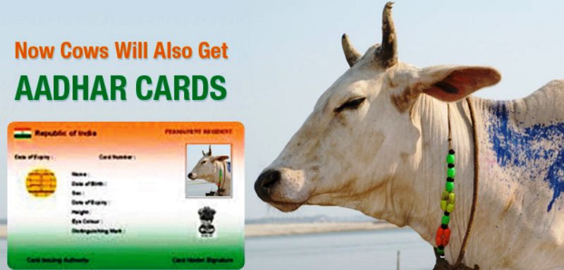 Cow Aadhar Card