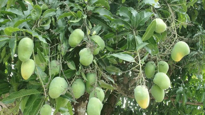 આંબાના ઝાડ