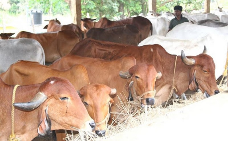 પશુપાલન