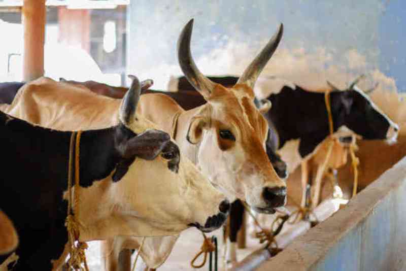 દૂધાળ પશુ