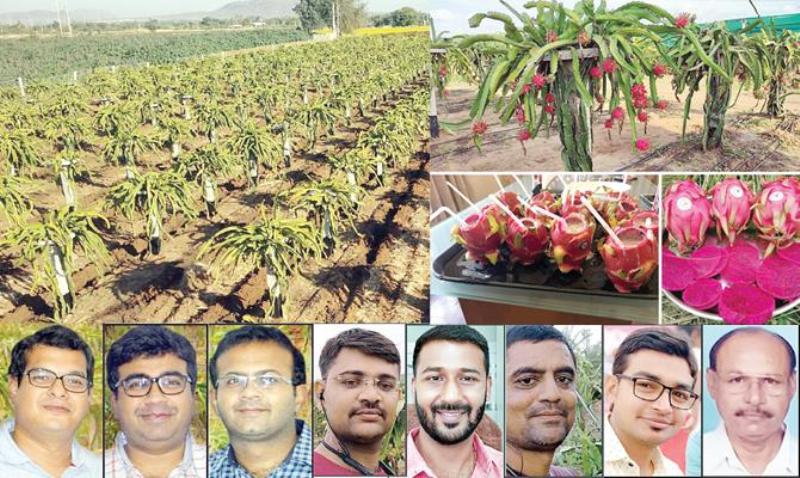 ડ્રેગન ફ્રૂટની ખેતી