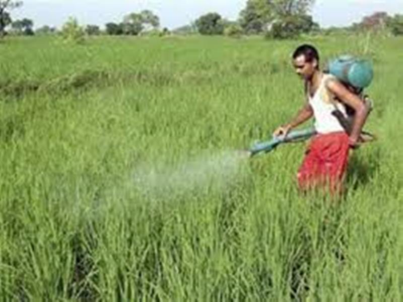 Onion Crop