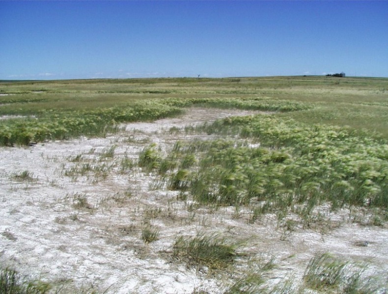 Saline Soils