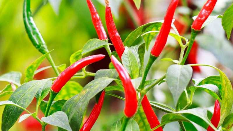 Chili Cultivation