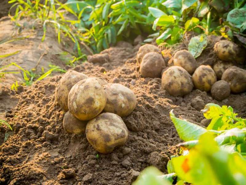 Profitable Potato Farming