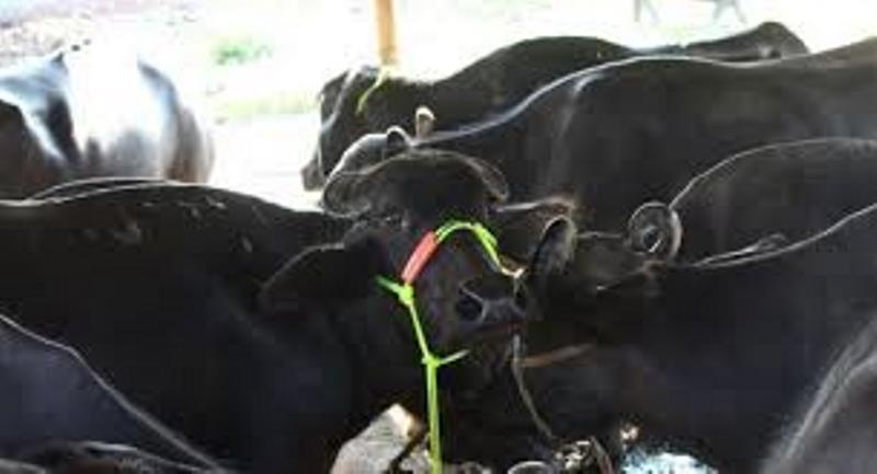 Buffalo Breeding Business