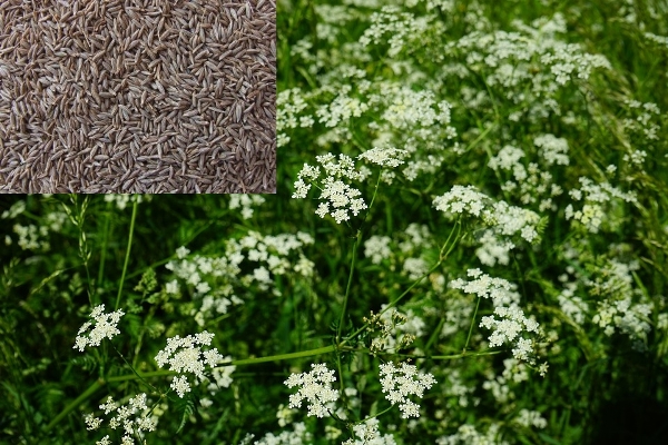 Cumin Cultivation