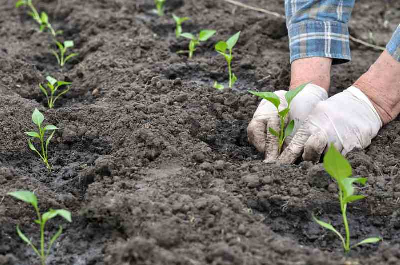 Profitable Chili Cultivation
