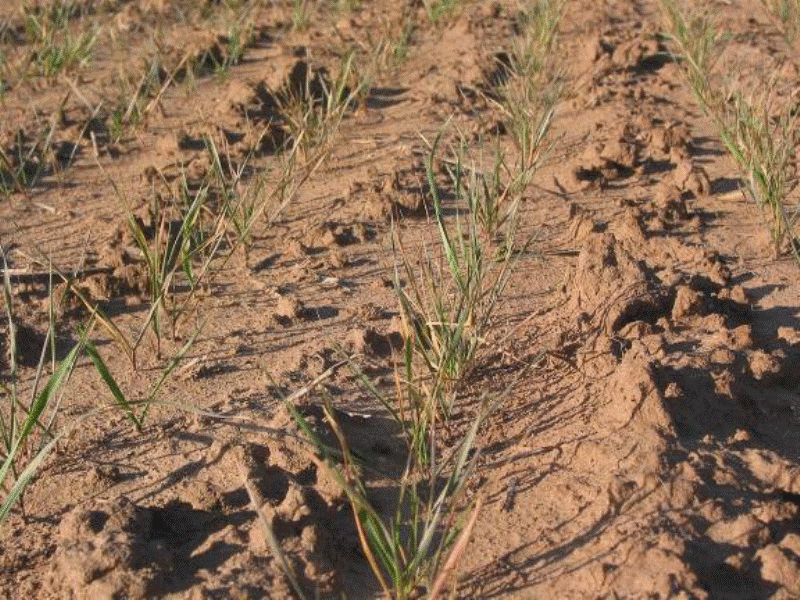 Acidic Soil Management