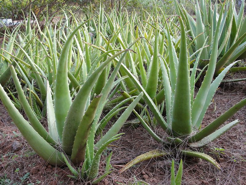 Aloevera Cultivation in Gujarat
